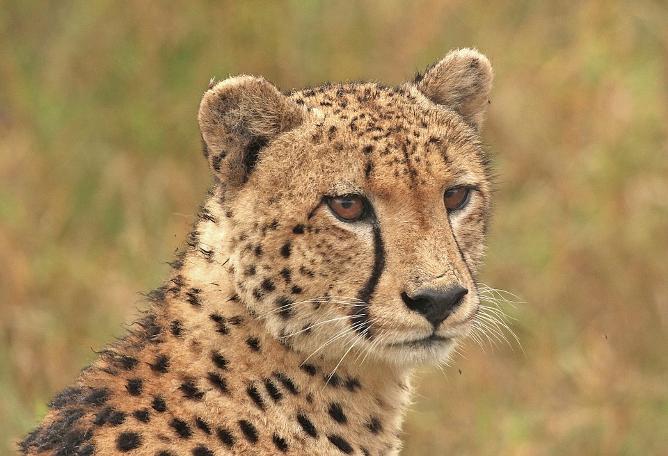 10 Fun Facts About Cheetahs