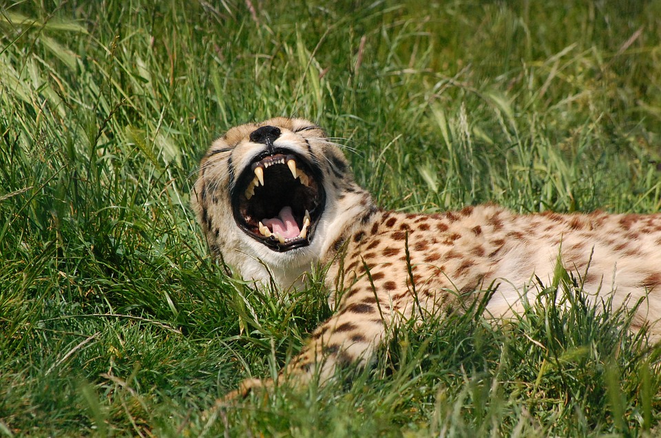 Baby What Do Cheetahs Eat