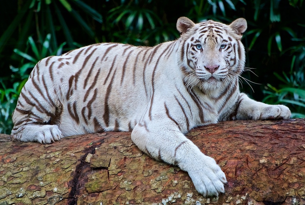 Tiger, Facts, Information, Pictures, & Habitat