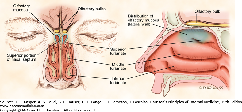 parts of the human nose and their functions