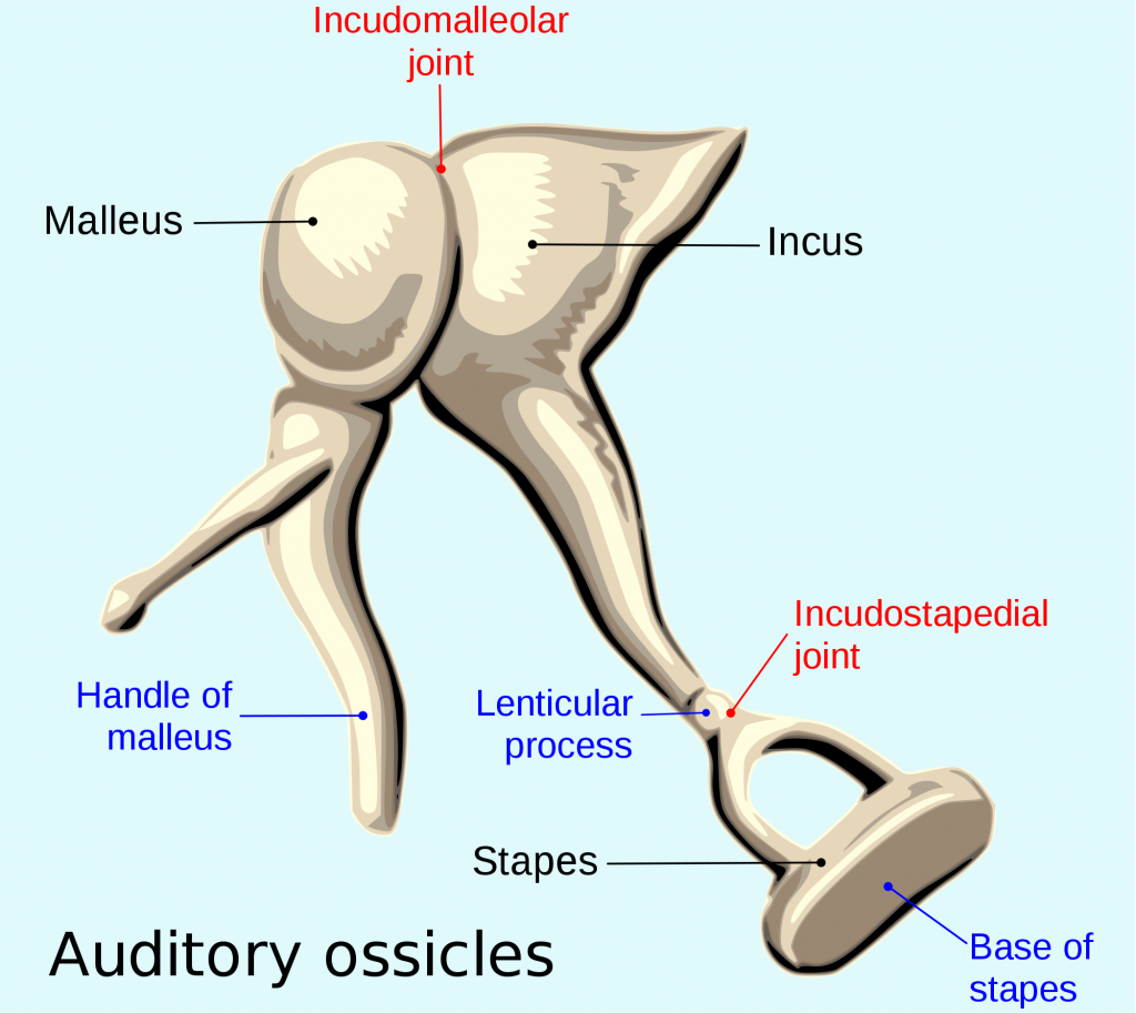 auditory ossicles