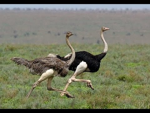 all about ostriches