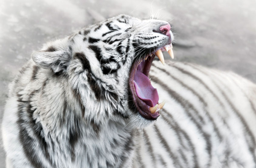 cool pictures of white tigers