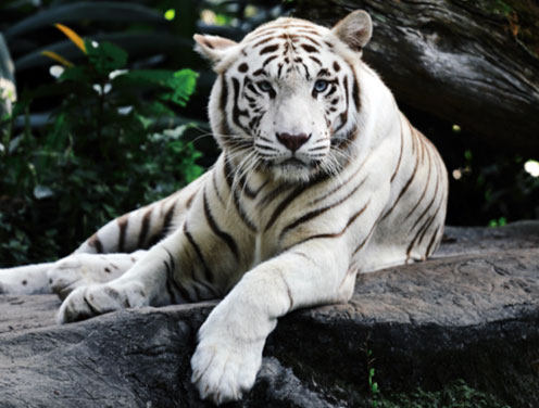 white siberian tiger habitat