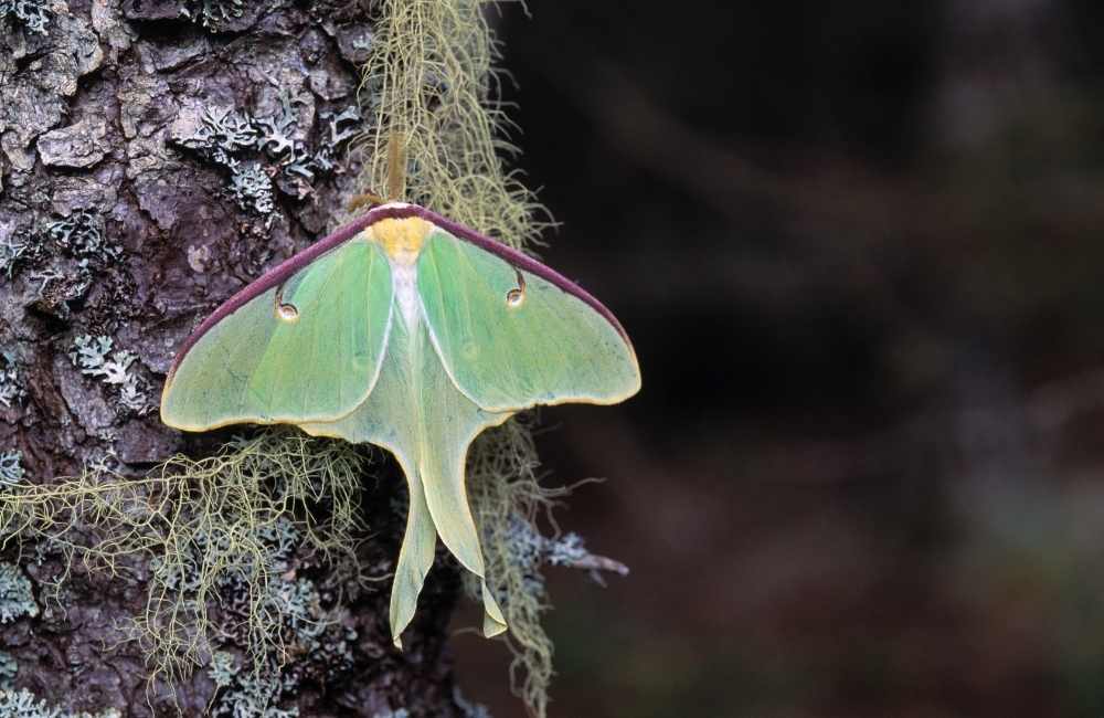 japanese lunar moth