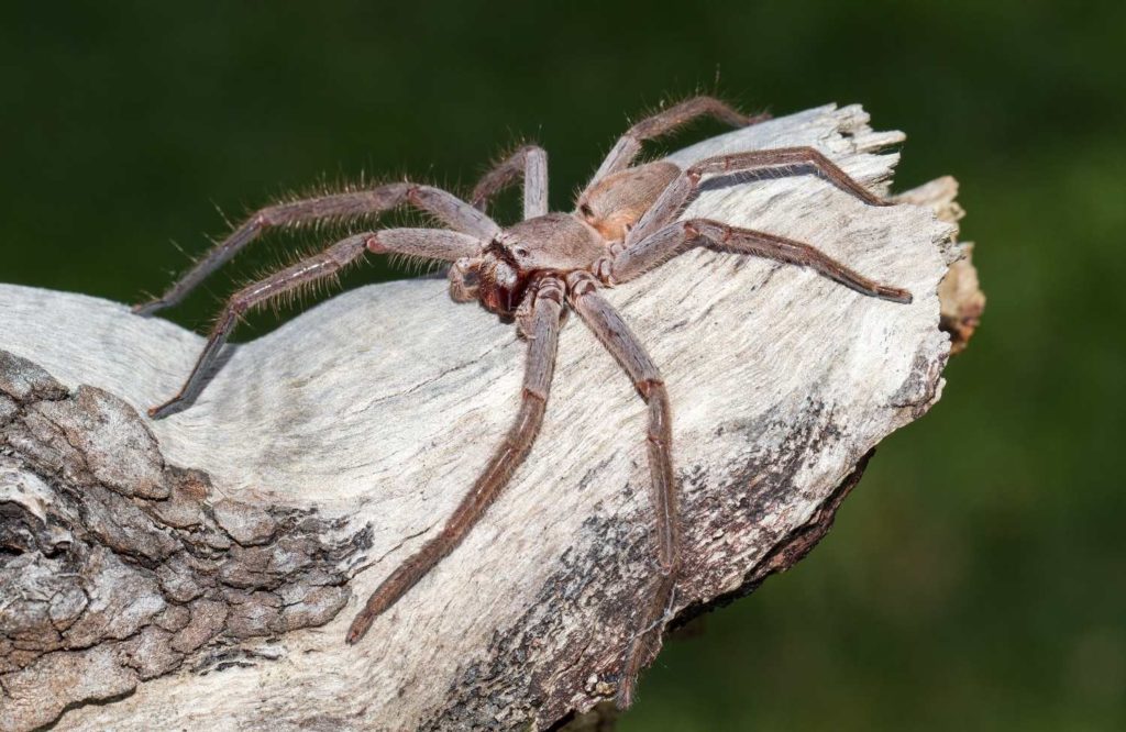 huntsman spider size