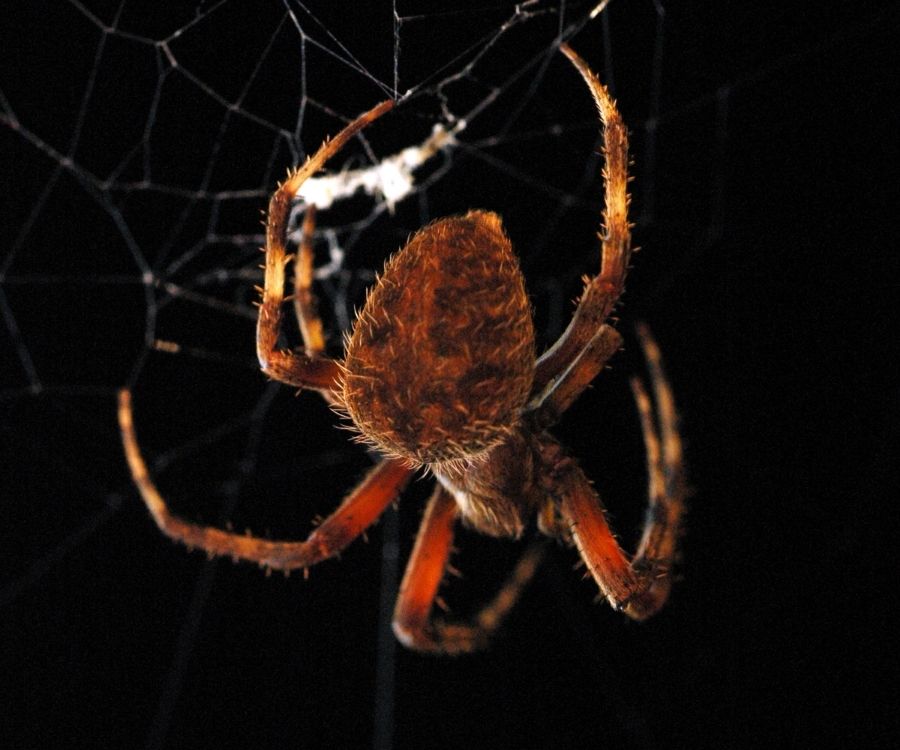 A New Spider Family Tree Tries To Untangle The Evolution Of Webs The New  York Times