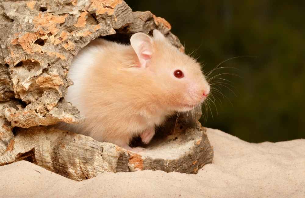 Interesting Teddy Bear Hamster Facts For Kids (2024 Fun Facts)