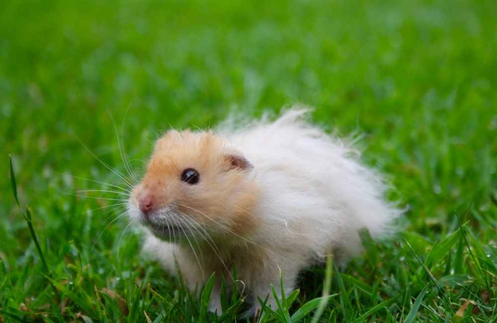 fancy bear hamster