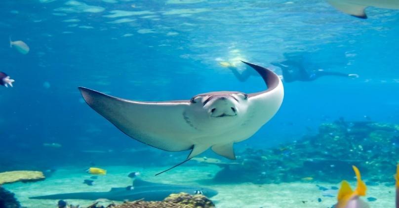11 Awesome Facts About Stingrays in 2024