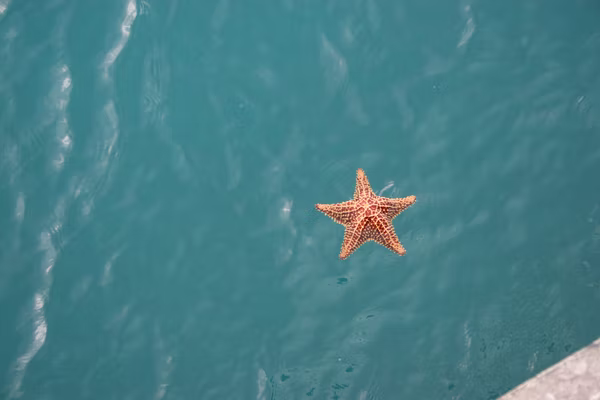 9 Fascinating Facts About Starfish