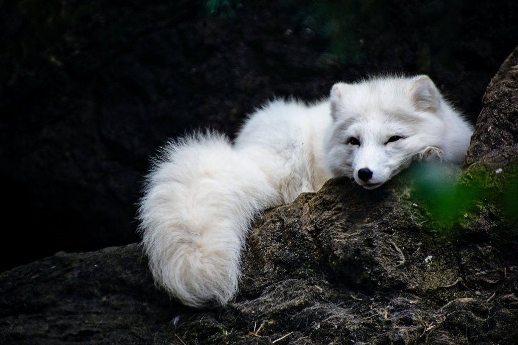 arctic fox eating plants