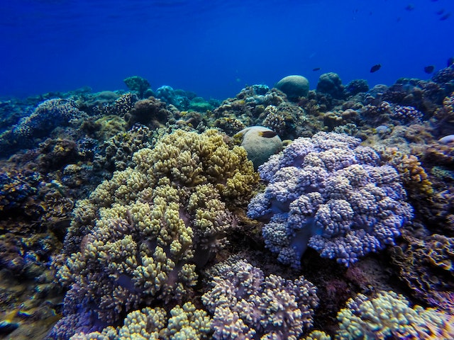12 Interesting Facts about Coral Reef Facts For Kids 2022