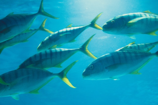 Fish facts  World Animal Protection