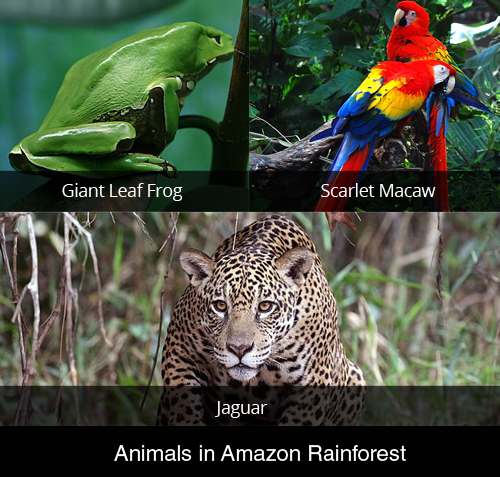 Animals in Amazon Rainforest