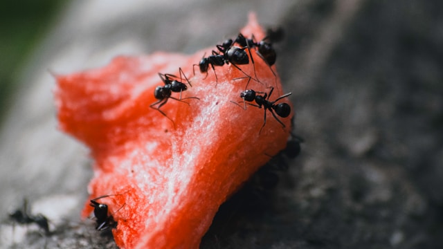 Ants eating watermelon
