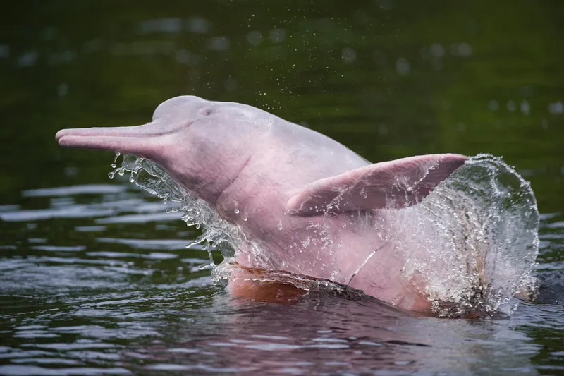 pink dolphins in the Amazon rainforest
